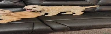 Cockapoo Puppy 3