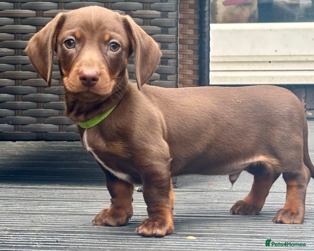 Miniature Dachshund dogs for sale: Miniature Dachshund Puppies - Image 11