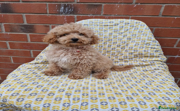 Cockapoo dogs - Advert 3