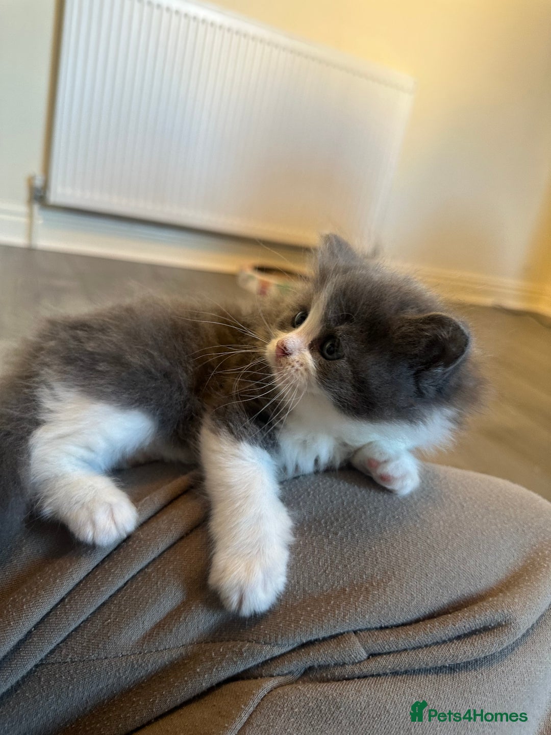 Ragdoll cats for sale: Reserved - Image 25
