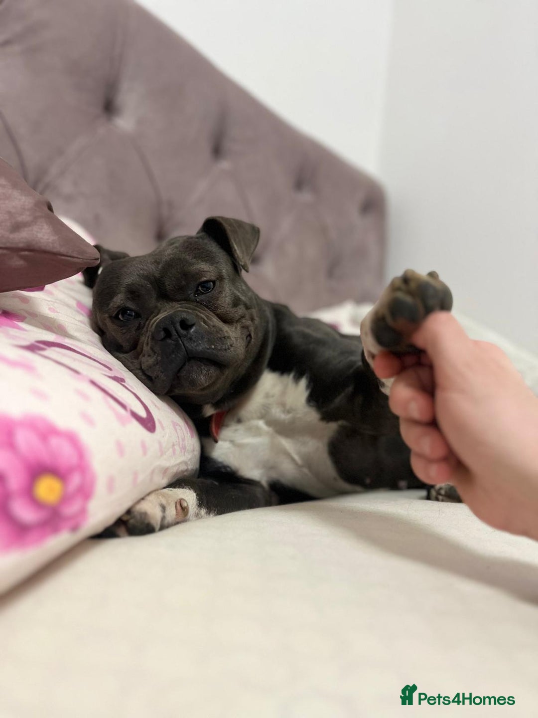 American Bully dogs for sale: STANDARD American Bully Blue - Advert 2