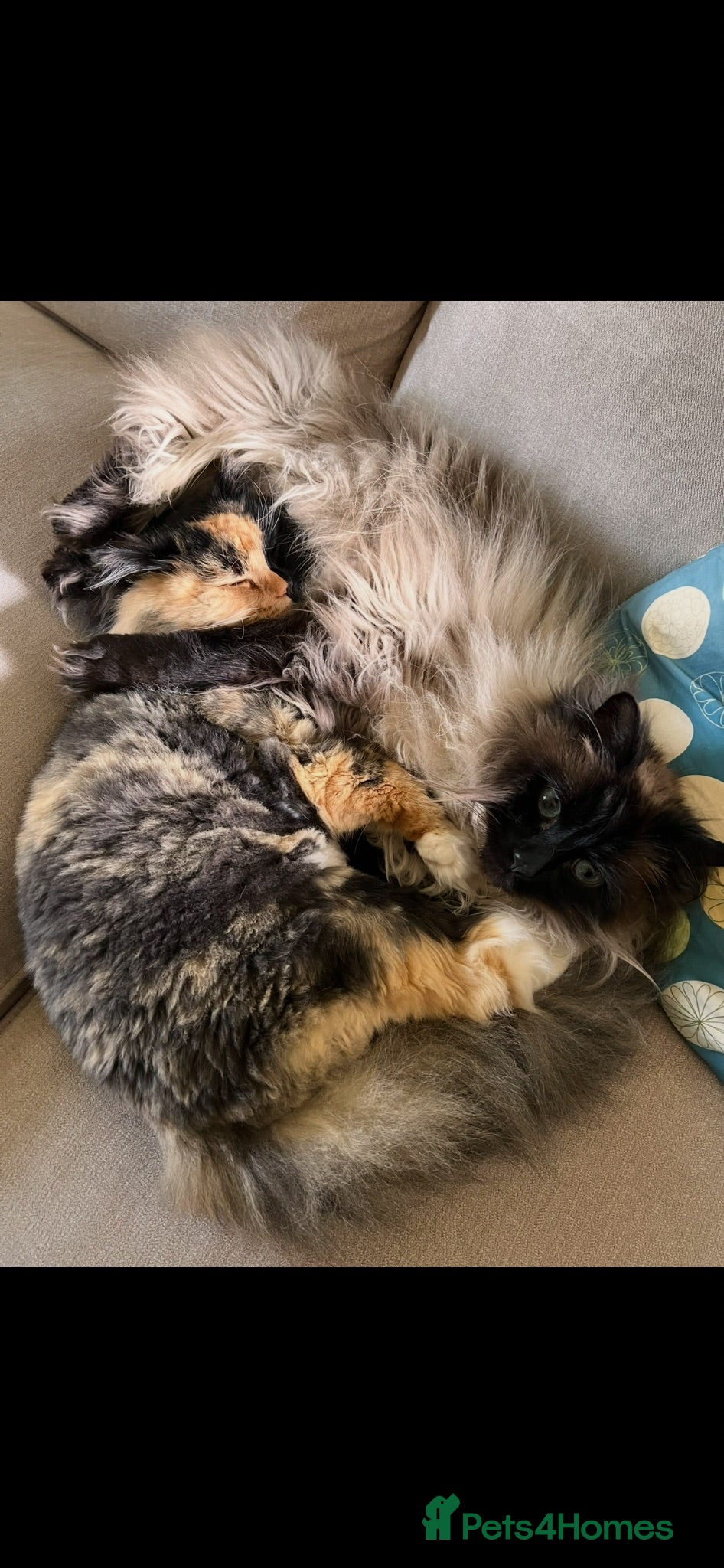 Ragdoll cats Beautiful Bonded Ragdolls, Brother & Sister  - Advert 2