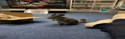 Chinchilla rodents for sale: Two 3yo sister chinchillas for sale in London - Advert 8