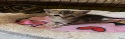 Bengal cats for sale: Beagle x  - Advert 5