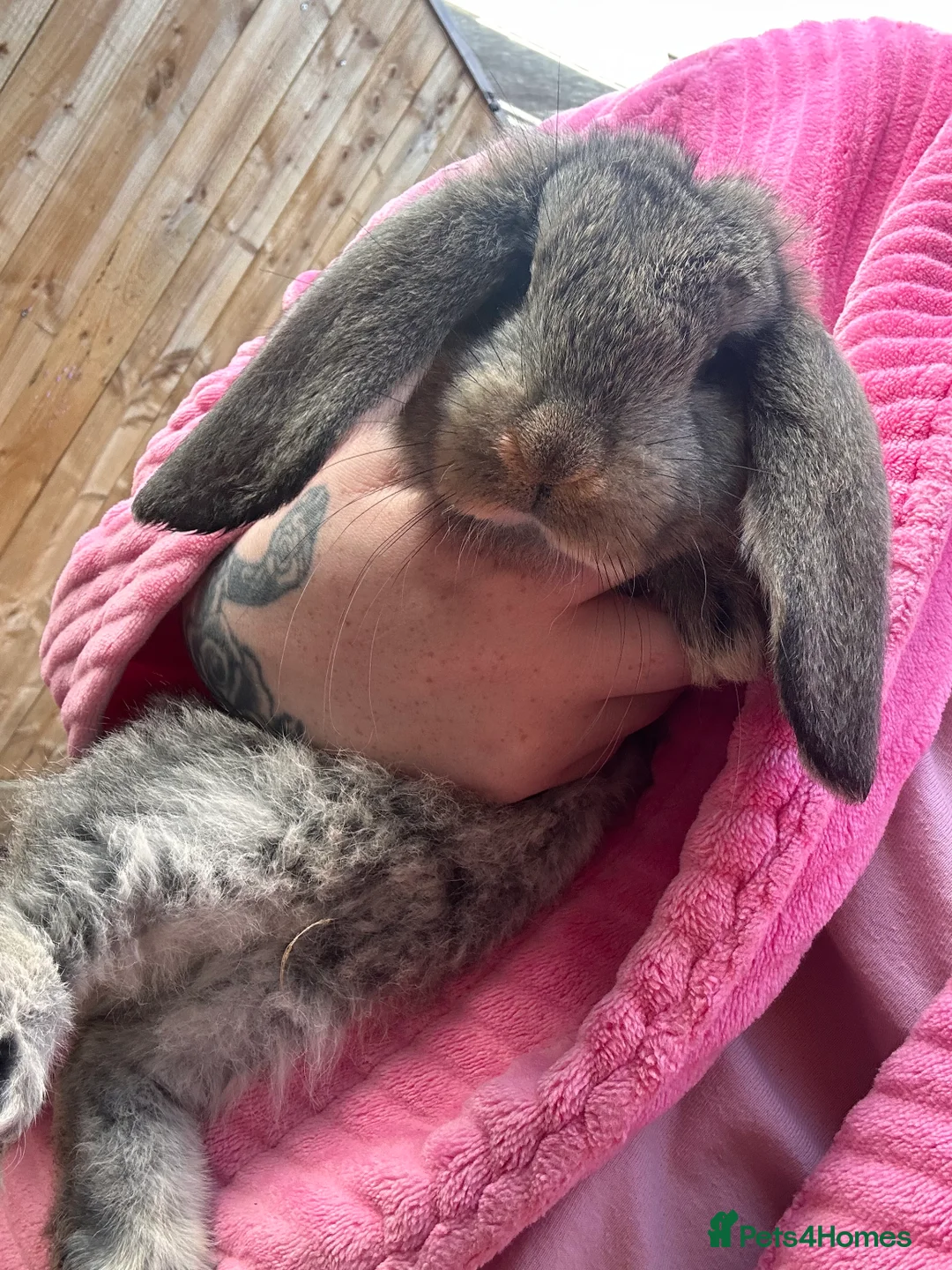 French Lop rabbits for sale: French lop - Advert 8