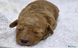 Miniature Poodle dogs for sale: 🐶✨ Stunning Mini Poodle Puppies ✨🐶 - Image 6