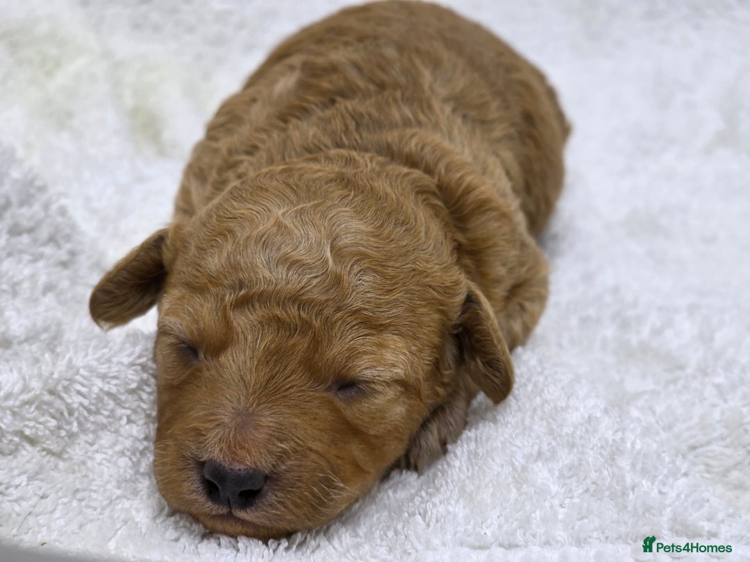 Miniature Poodle dogs for sale: 🐶✨ Stunning Mini Poodle Puppies ✨🐶 - Image 6