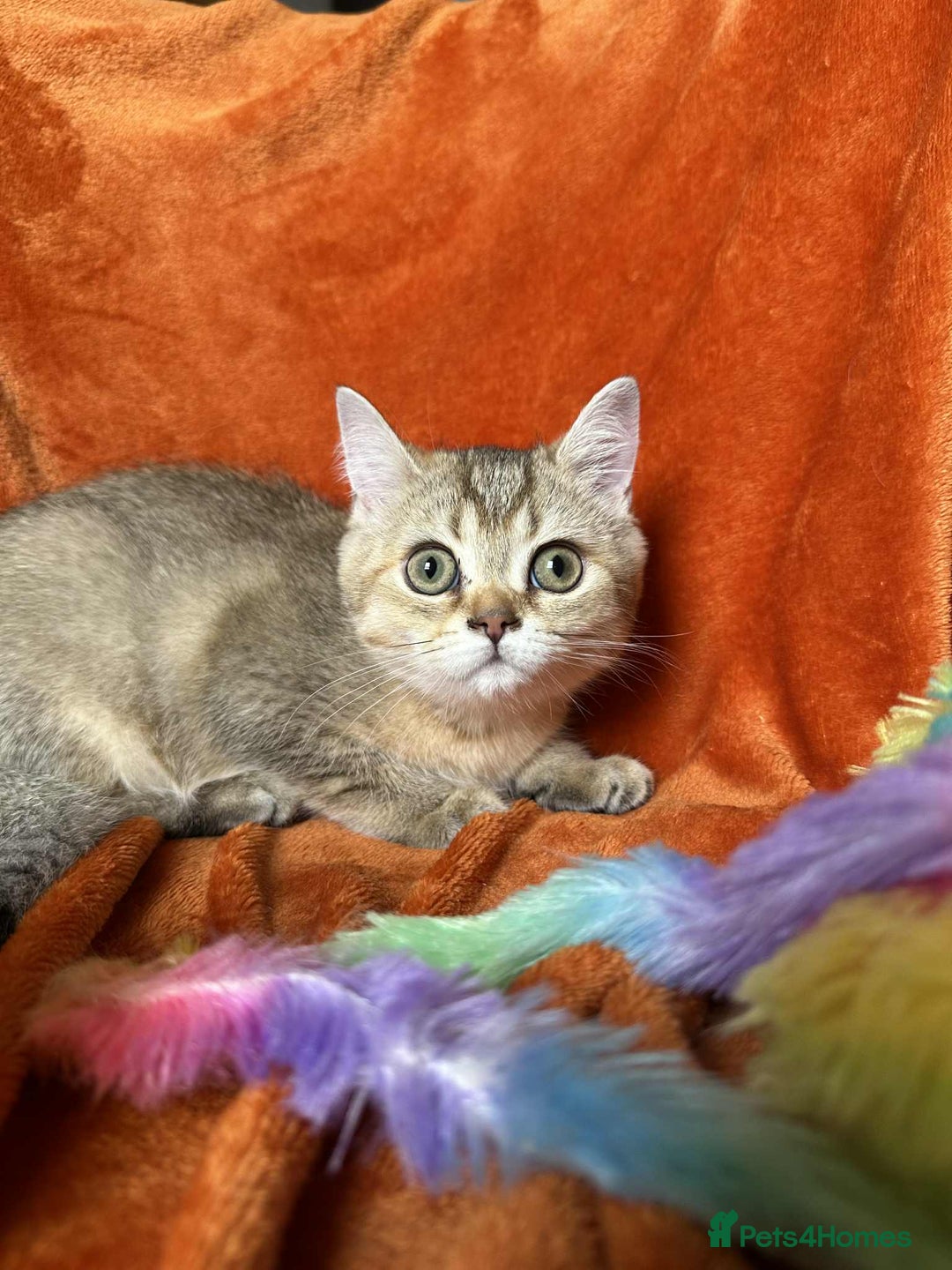 British Shorthair cats for sale: ⭐️⭐️GOLDEN BRITISH SHORTHAIR kittens👀🏠Gccf reg   - Image 3