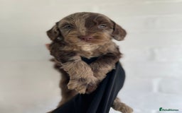 Cockapoo dogs for sale: Adorable Cockerpoo Puppies Ready - Image 30