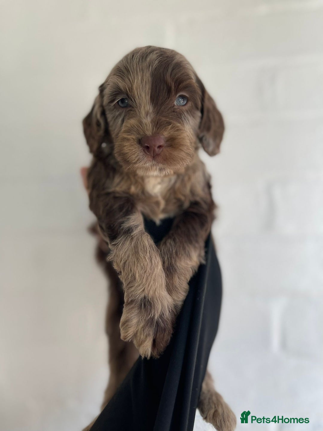 Cockapoo dogs for sale: Adorable Cockerpoo Puppies Ready - Image 30