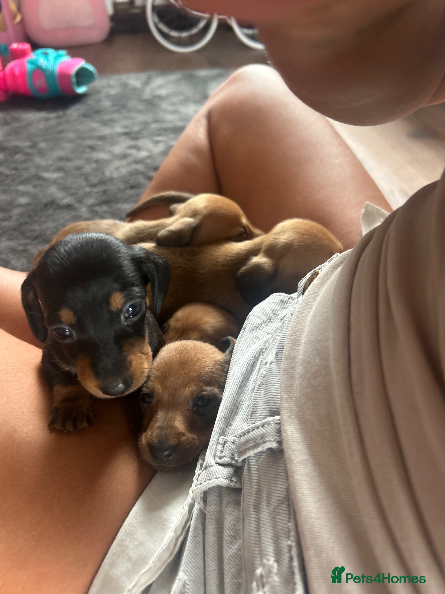 Dachshund dogs Beautiful dachshund puppies - Advert 5