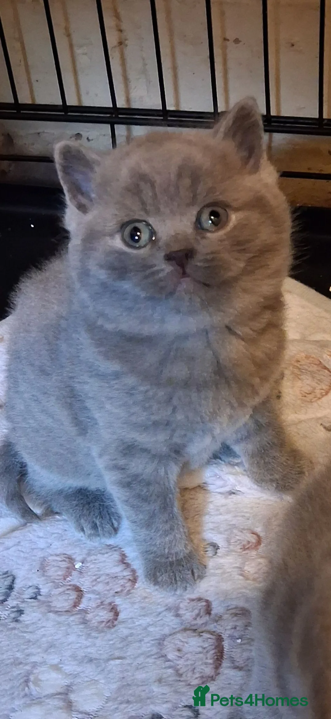 British Shorthair cats for sale: Bhs kittens in Manchester - Advert 2