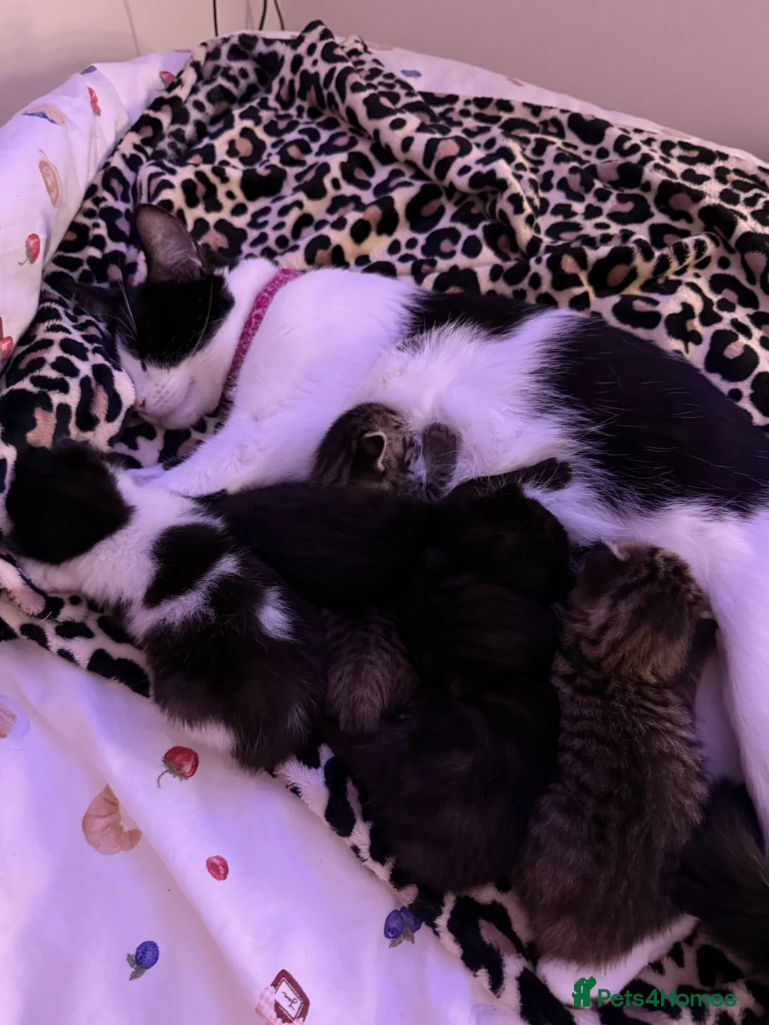 Mixed Breed cats for sale: Selling 3 gorgeous kittens in Huddersfield - Advert 2
