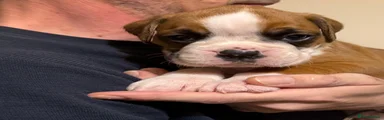 Boxer 1