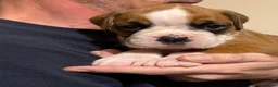 Boxer dogs for sale: Boxer puppys - Advert 15