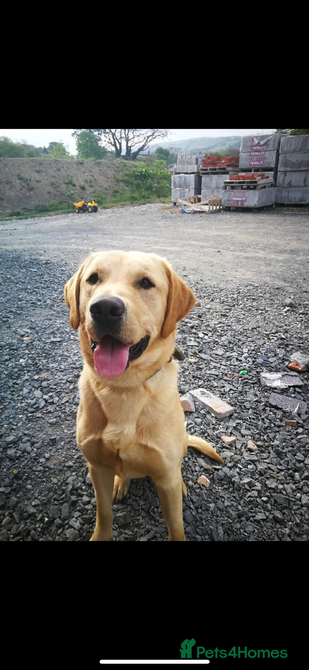 Labrador Retriever dogs for stud: Pedigree Lab  - Image 5