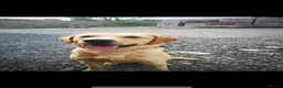 Labrador Retriever dogs for stud: Pedigree Lab  - Advert 5
