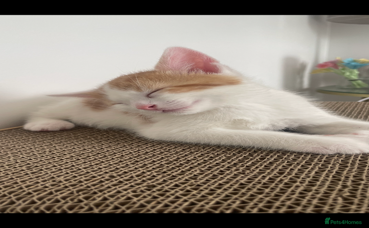 Mixed Breed cats - Advert 12