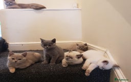 British Shorthair cats for sale: 💜GCCF Kittens Ready for Their Forever Homes!💜 - Image 5
