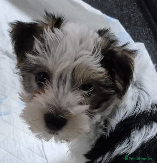 Biewer Terrier dogs Yorkshire Biewier terrier girl  - Advert 1