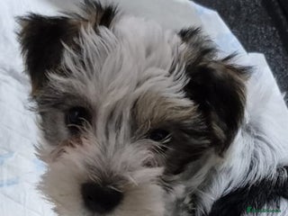 Biewer Terrier dogs Yorkshire Biewier terrier girl - Advert 1