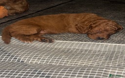 Cockapoo dogs for sale: 5 Absolutely gorgeous Fox Red Cockapoo Puppies - Image 14