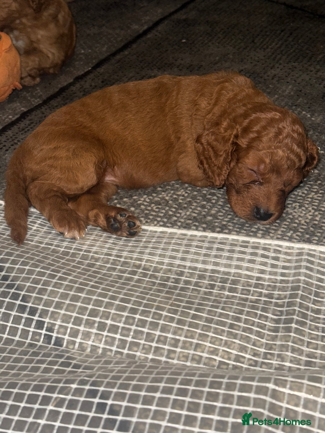 Cockapoo dogs for sale: 5 Absolutely gorgeous Fox Red Cockapoo Puppies - Image 14