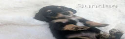 Miniature Dachshund dogs for sale: READY THIS WEEKEND 🏆Russian Champion lines  - Advert 14