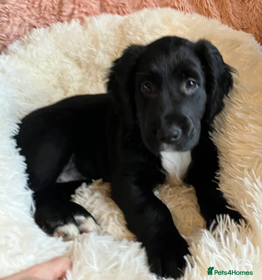 Mixed Breed dogs for sale: Cockapoo/Staffie - Advert 6