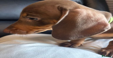Dachshund dogs - Advert 15