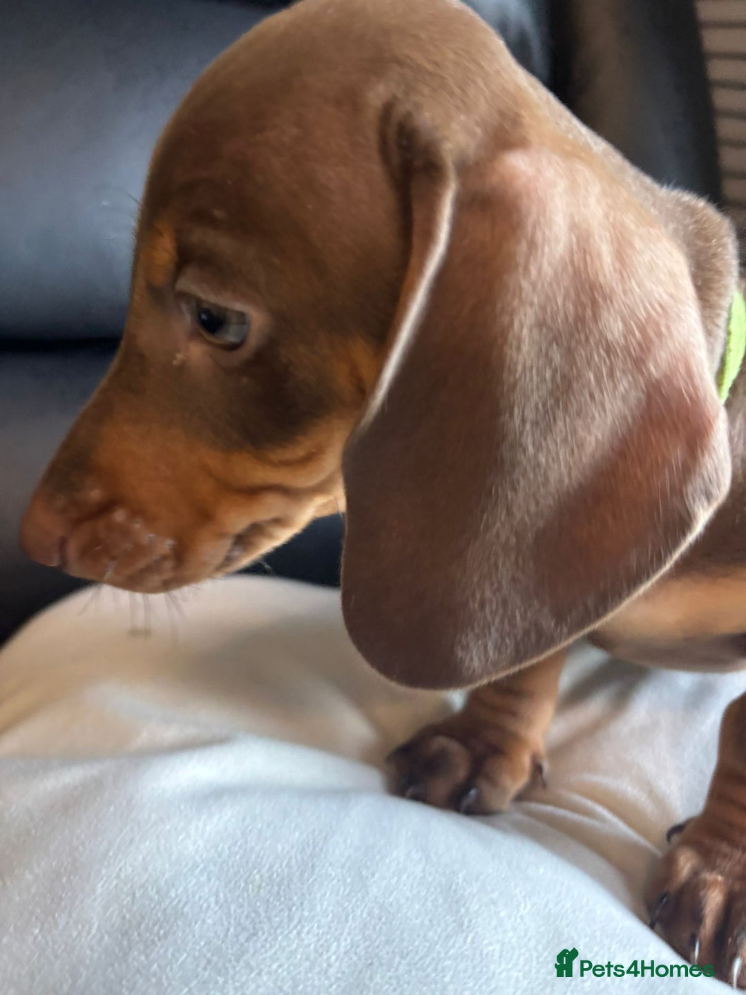 Dachshund dogs for sale: Miniature Dachshund pups £600 - Image 3