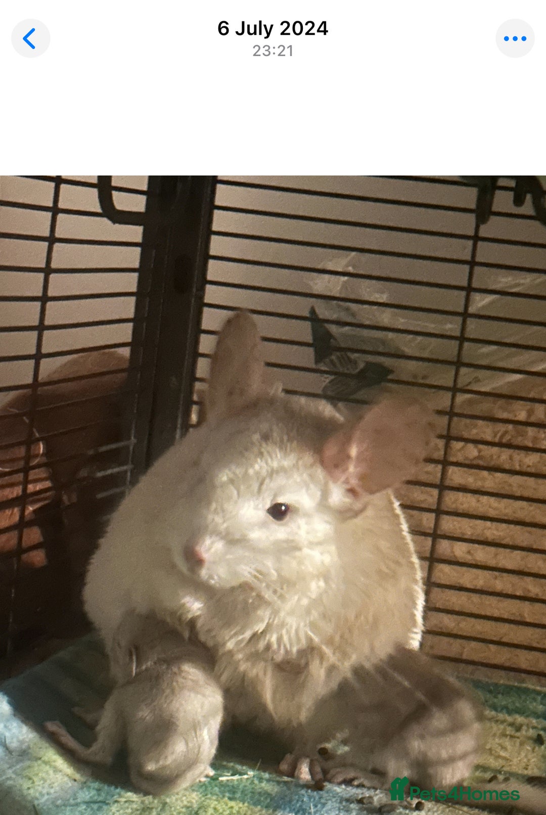 Chinchilla rodents for sale: 2 Female Chinchillas and Full set up!  - Image 27