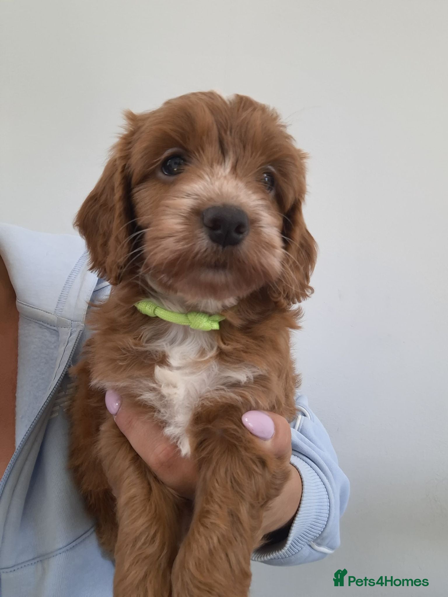 Cockapoo dogs F1 COCKAPOO PUPS - Advert 1