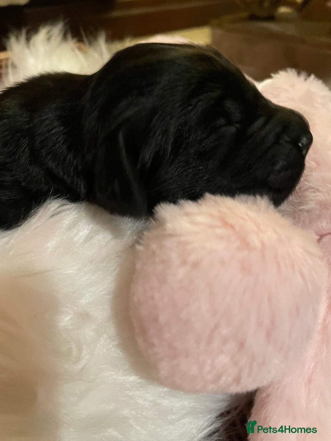 Mixed Breed dogs for sale: Golden retriever x Flatcoat retriever  - Advert 29