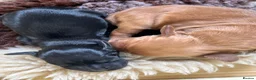 Cocker Spaniel dogs for sale: 2 Boy Cocker Spaniels  - Advert 4