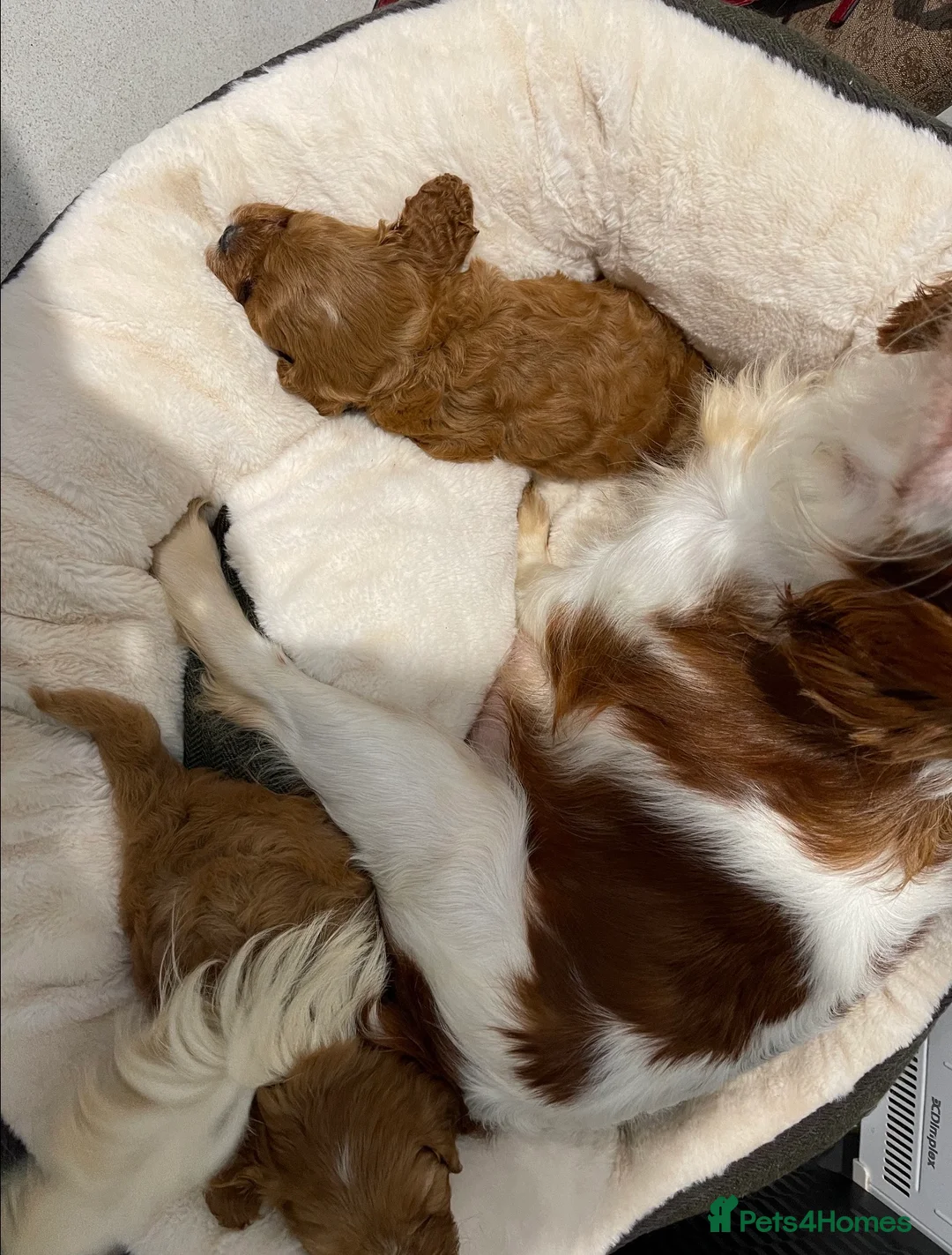 Cavapoo dogs for sale: Our newest litter have arrived.  - Advert 7
