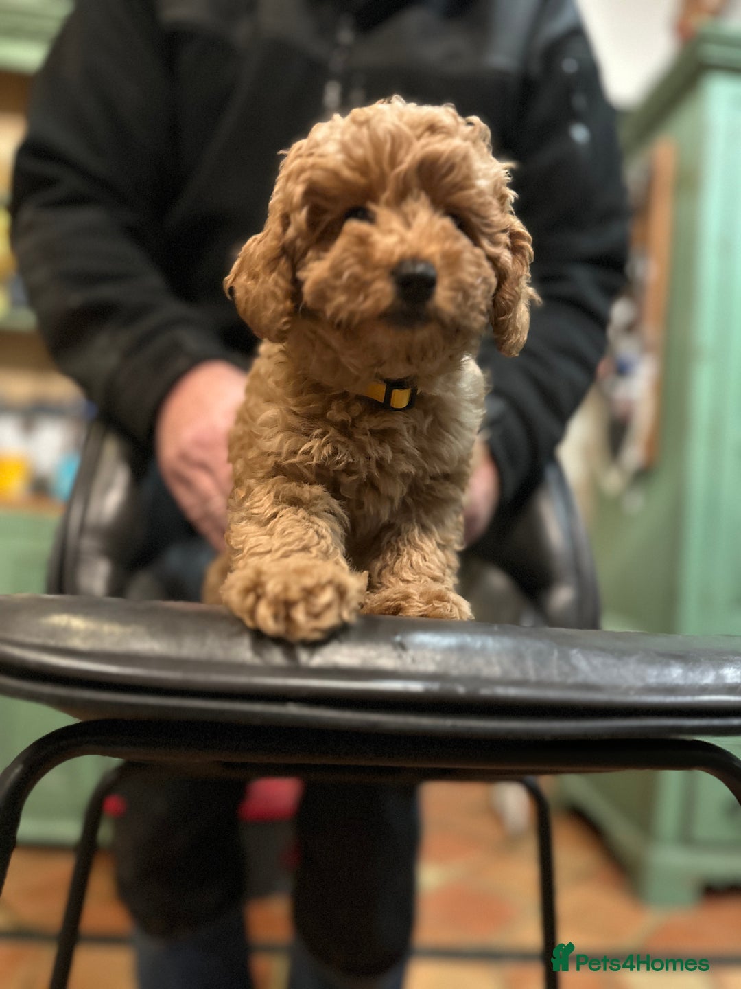 Mixed Breed dogs for sale: 5 BEAUTIFUL POODLE PUPPIES ONE GIRL 4 BOYS  - Advert 5