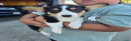 Welsh Corgi Pembroke dogs for sale: Qualifed Pembroke Welsh Corgi puppies in Liverpool - Advert 6