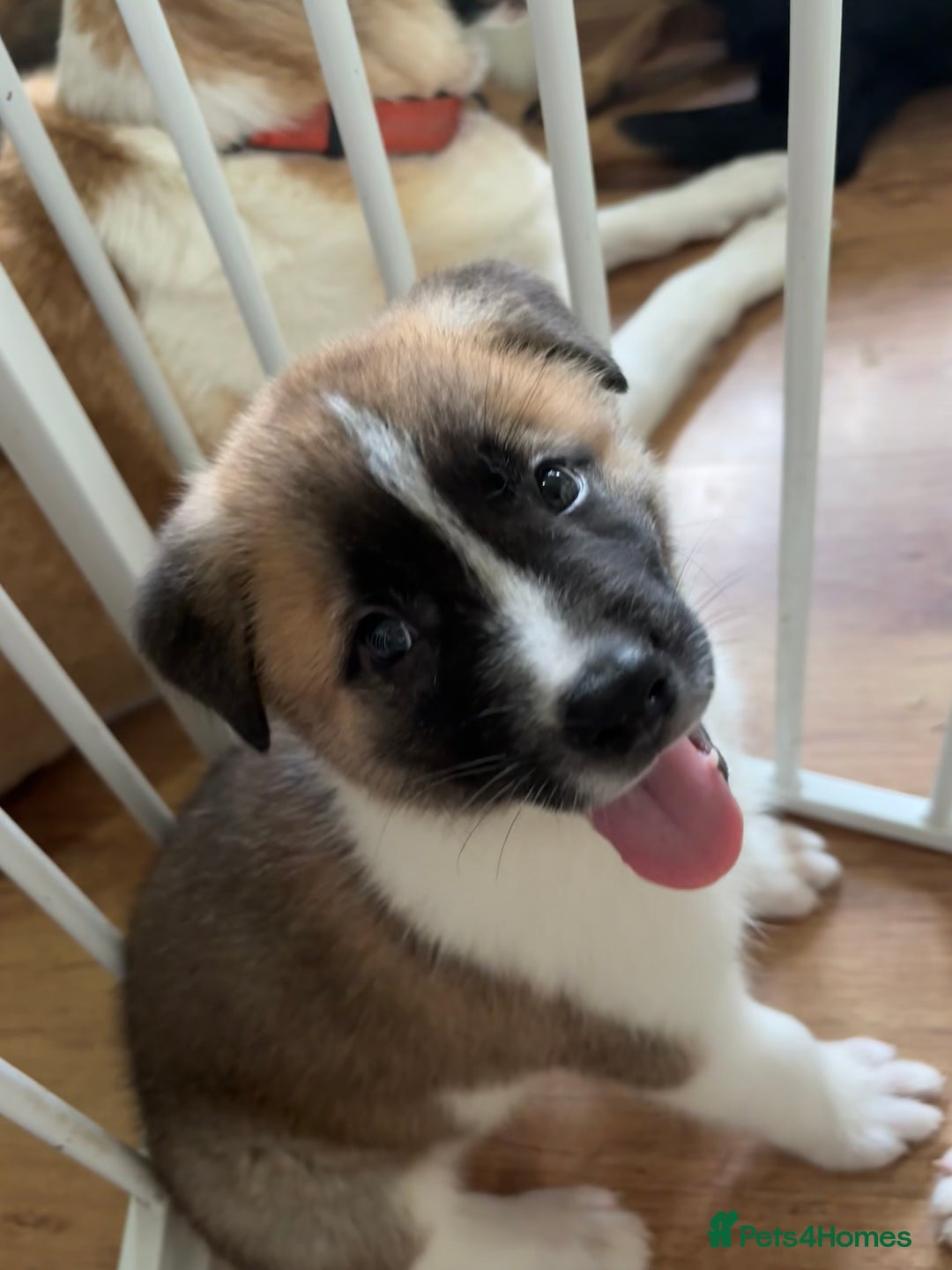 Akita dogs for sale: American akita Female bitches  - Image 9