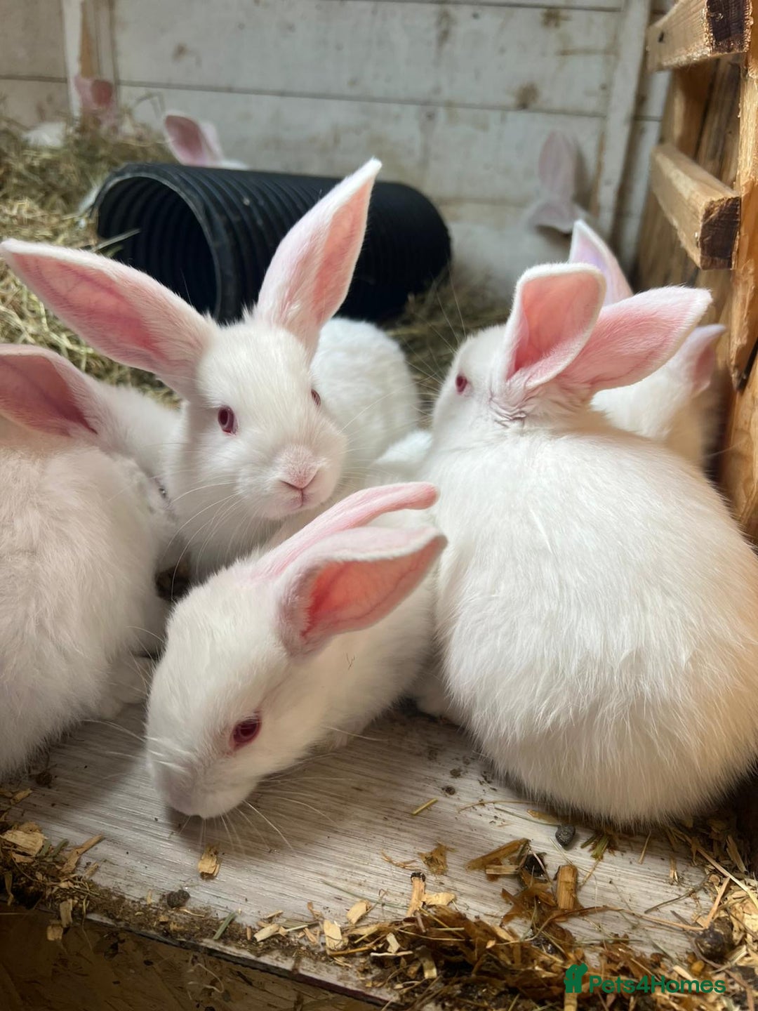 New Zealand rabbits for sale: Pure white New Zealand  - Image 6