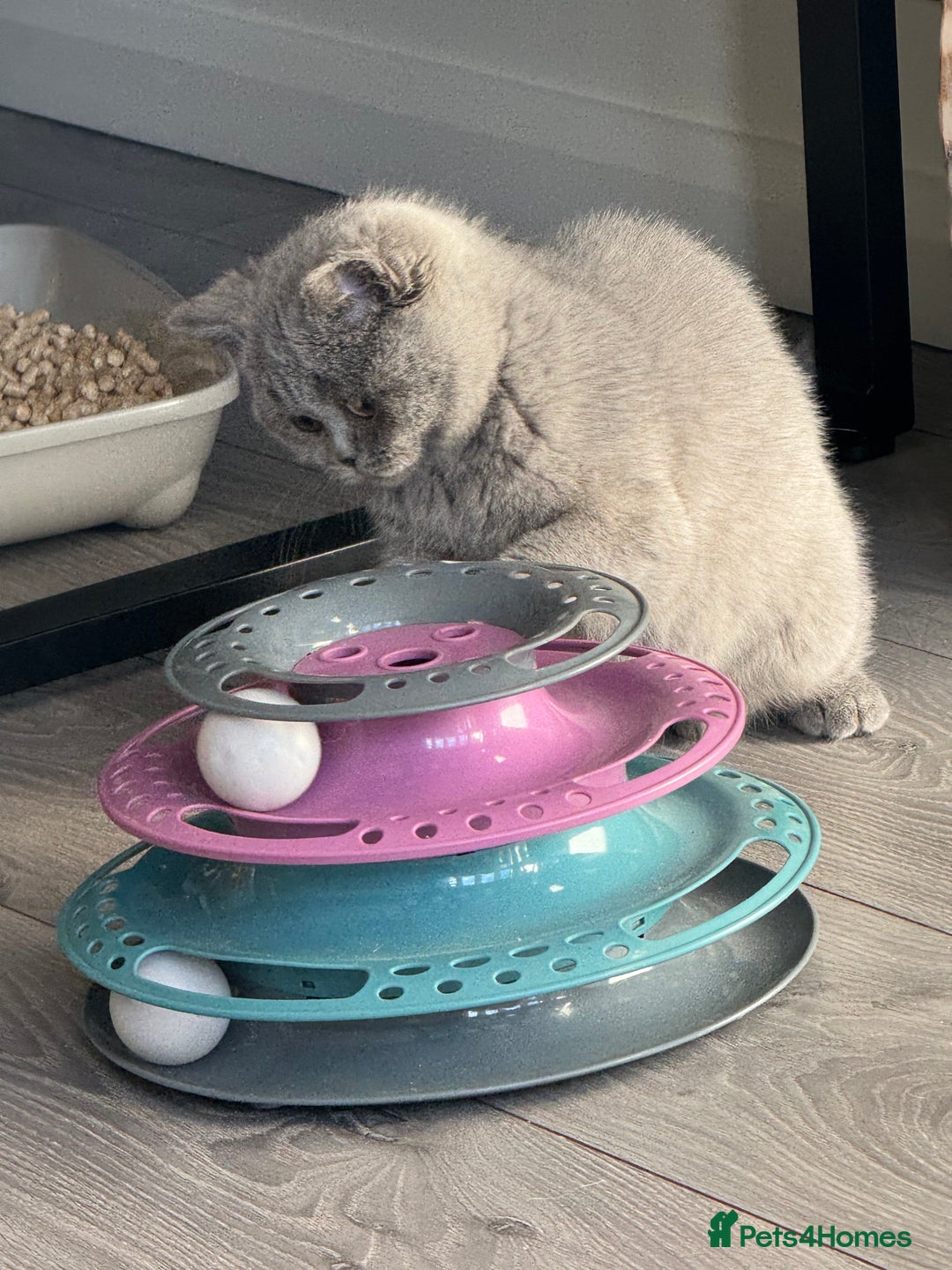 British Shorthair cats for sale: 1 left - Scottish Straight Blue Kittens  - Advert 1