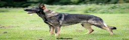 German Shepherd dogs for sale: Czech pedigree puppies from health tested parents in Hinckley - Advert 11