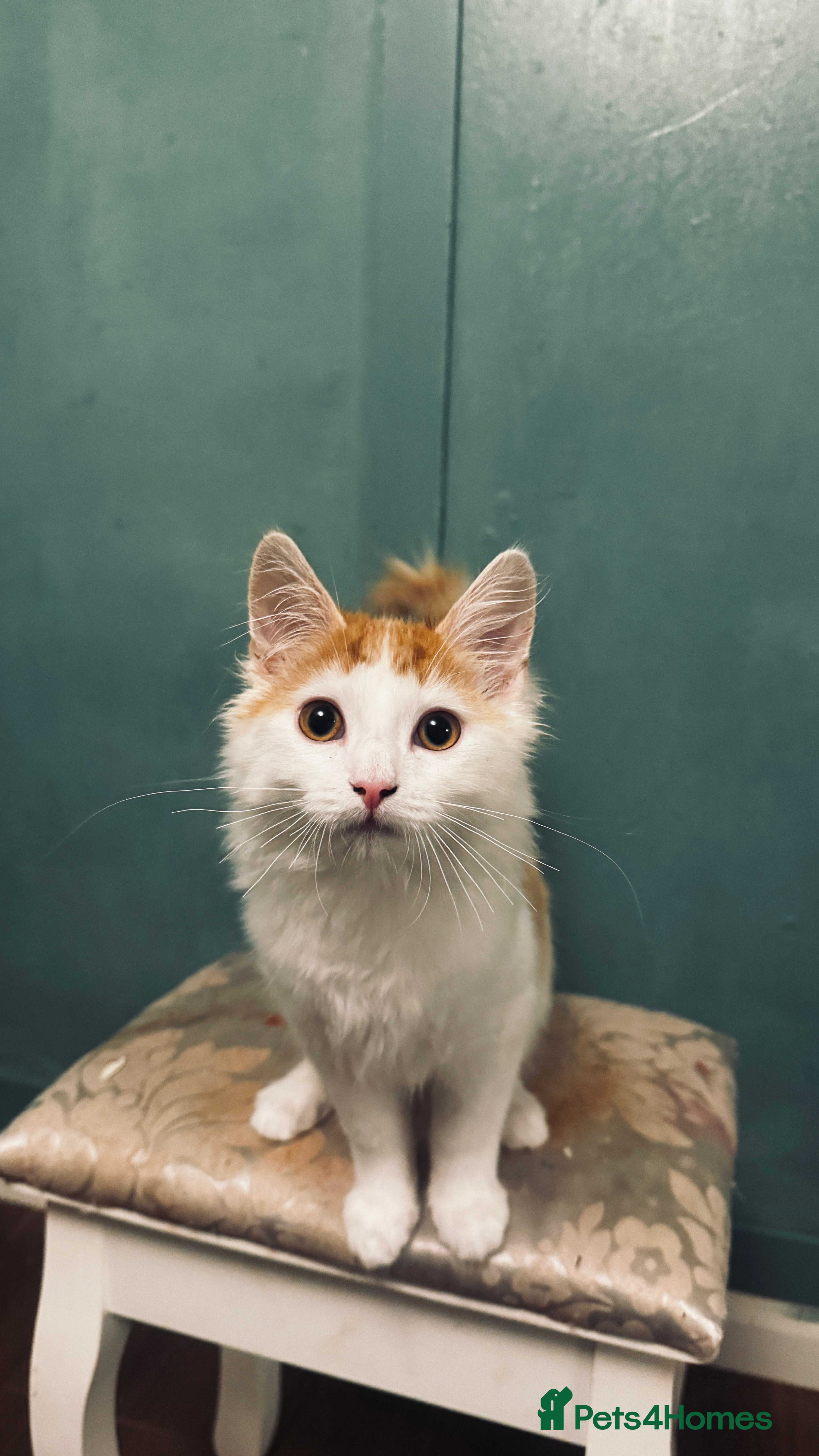 Mixed Breed cats Young male kitten looking for a loving home! - Advert 3