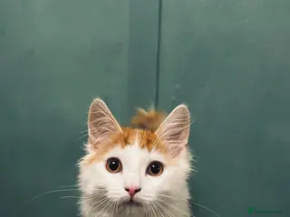 Mixed Breed cats Young male kitten looking for a loving home! - Advert 3