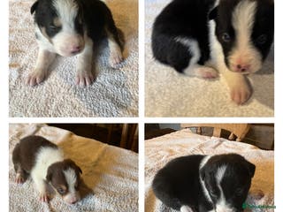 Border Collie dogs Border collie puppies for sale. - Advert 8