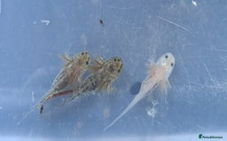 Axolotl reptiles for sale: Axolotls  - Image 7