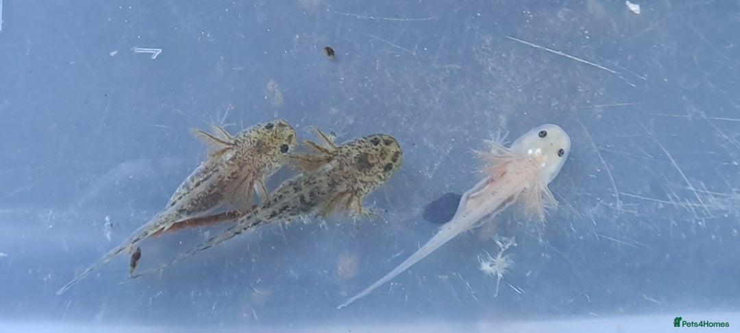 Axolotl reptiles for sale: Axolotls  - Image 7