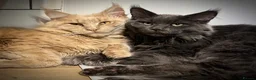 Maine Coon cats for sale: Gorgeous purebred Red/cream male Maine coon kitten - Advert 4