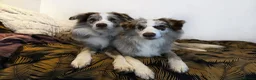 Border Collie dogs for sale: Stunning Champion line puppies  - Advert 25