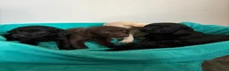 Labrador Retriever dogs for sale: Gorgeous Labrador puppies  in Ingatestone - Advert 9